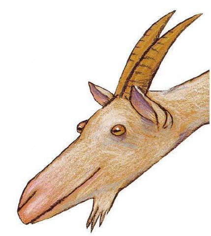 Cliquer pour voir le site de la chèvrerie