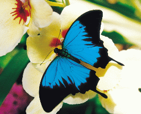Cliquer pour voir le site des papillons