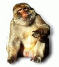 Cliquer pour voir le site de la montagne des singes